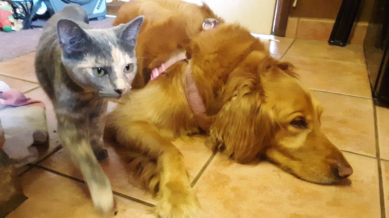 Happy dog relaxing in home environment